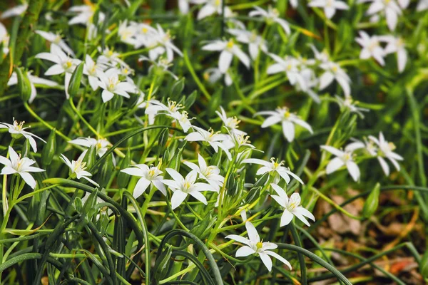 Kis Fehér Erdei Virágok Szép Nyári Virágos Háttér Szelektív Összpontosít — Stock Fotó