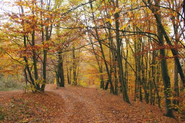 Ormanda güzel bir sonbahar