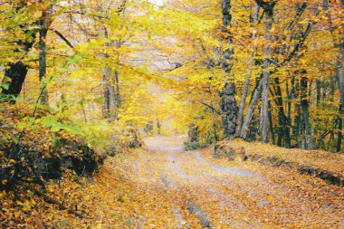 Ormanda güzel bir sonbahar