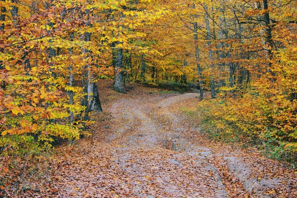 Schöner Herbst im Wald — Stockfoto