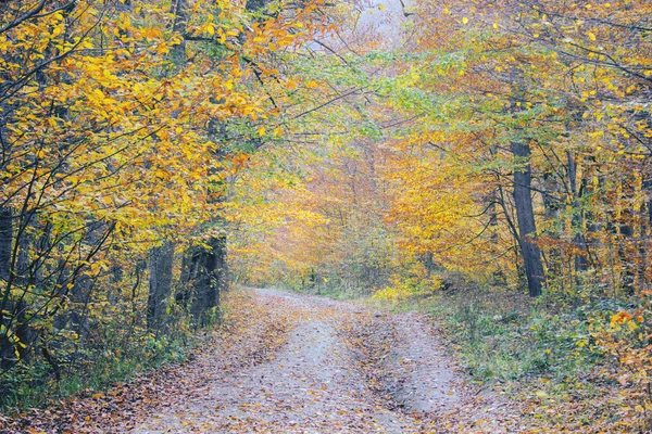 Bellissimo autunno nella foresta — Foto Stock