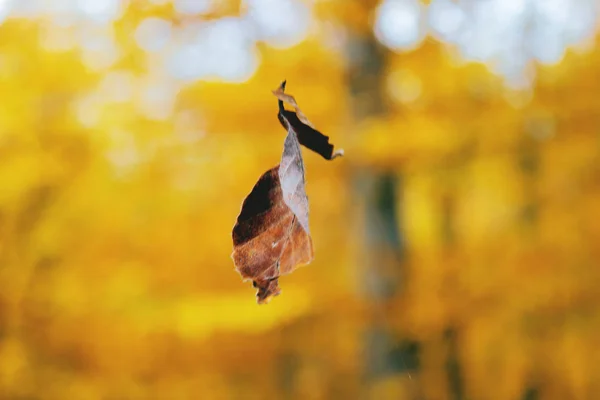 Schöner Herbst im Wald — Stockfoto