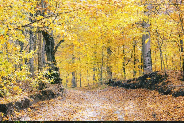 Schöner Herbst im Wald — Stockfoto