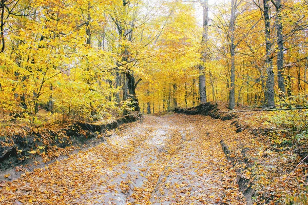 Hermoso otoño en el bosque — Foto de Stock