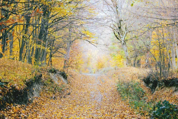 Mooie herfst in het bos — Stockfoto