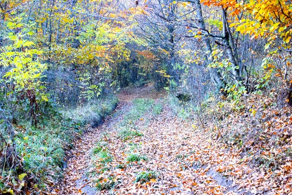 Schöner Herbst im Wald — Stockfoto