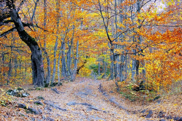 Ormanda güzel bir sonbahar