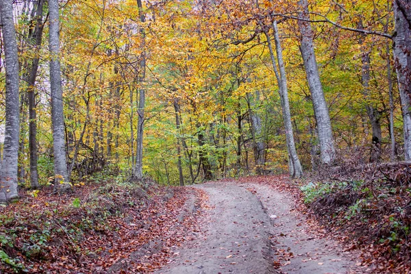 Schöner Herbst im Wald — Stockfoto