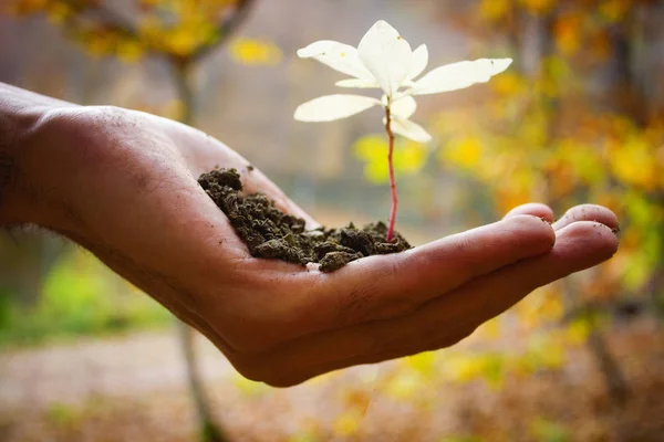 Planta de cultivo verde e mãos humanas — Fotografia de Stock