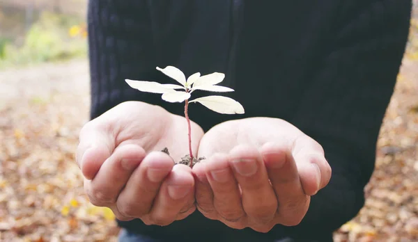 Green Growing Plant and Human Hands