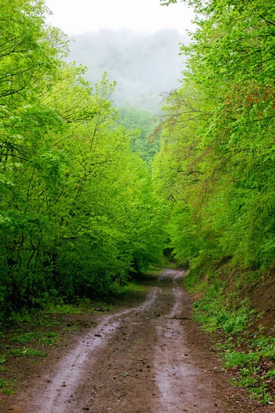 Grondweg in het sombere bos — Stockfoto