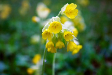 Ormanda sarı çiçek