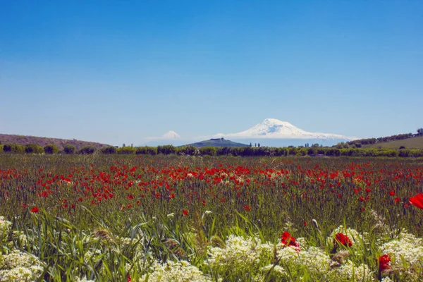 Ararat Schöne Aussicht Aus Armenien — Stockfoto