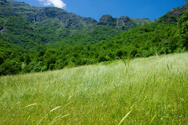 Hermoso Verano Naturaleza Verde Plantas Árboles —  Fotos de Stock