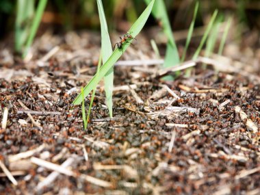 Kavram. Karınca yuvası içinde küçük orman karıncalar. Onlardan biri çimen kök üzerinde tırmandım. Etrafına bir bak. Yukarıdan daha görünür. Daha fazlasını görmek için yukarıdaki kafasına olmanız gerekir.