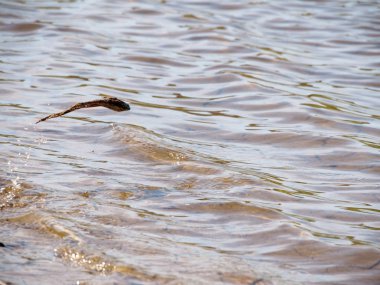 Kavram. Bir kurbağa gibi bir balık su altından dışarı atlar. Ana hedefleri koymak doğru olduğunu. Ve d. yüzmeyi uçmak mümkün olacak. Tebrik kartı. Görüntü metni için bir yer.