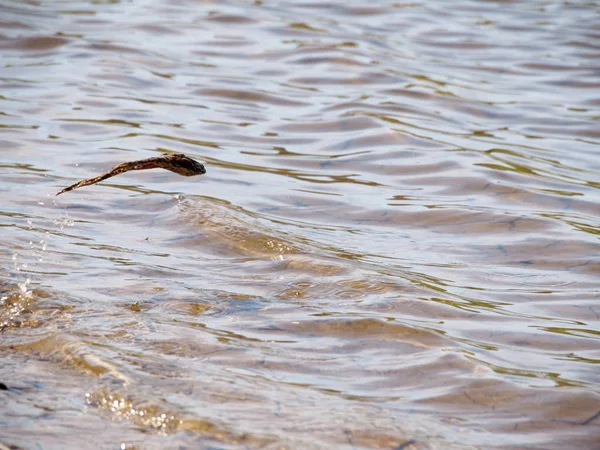 Concept. A frog like a fish jumps out from under water. Main it is correct to put aims. And the born to swim will able to fly. Greeting card. There is a place for a text at the image.