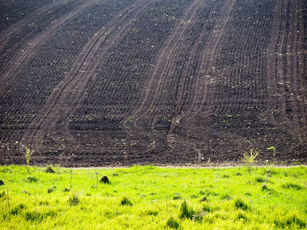 Modelli Simmetrici Sul Campo Sullo Sfondo Erba Succosa — Foto Stock