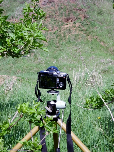 A camera on the tripod is aimed at the marmot. Tripod - a necessary element in the work of the wild nature photographer.