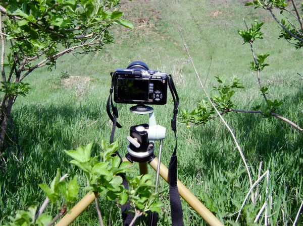A camera on the tripod is aimed at the marmot. Tripod - a necessary element in the work of the wild nature photographer.
