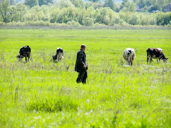 Bir çoban çayırda otlayan inekleri izliyor. İnekler arasındaki sosyal mesafeyi o kontrol ediyor..