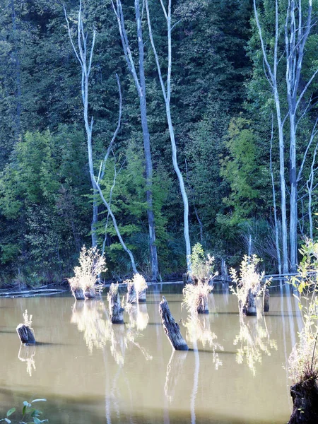 Verano Paisaje Trozos Secos Árboles Rotos Que Sobresalen Viejo Lago —  Fotos de Stock