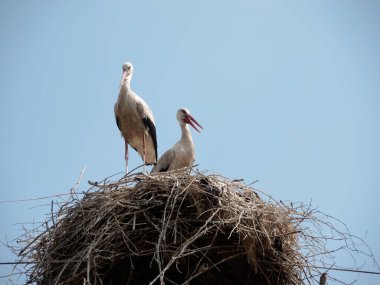 Leylekler sert bir karantina sırasında yuvada. Soldakinin gagasında tüy var. Geçenlerde, kendini ya da bir ortağını kazıdı. Kuaför gibi yeni bir meslek geliştirmek için toplumu karantinaya almak.