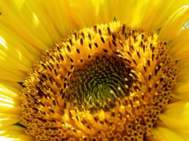 Ayçiçeği sepeti. Işık için çabalıyorum. Yakın plan. Ayçiçeğinin olgunlaşması. Ayçiçeği sepetinin yeşil filizleri, sarı-siyah oklara dönüşerek, henüz yeşil filizlerin üzerindeki çiy damlasını buharlaştırmaya zaman bulamamış olan güneş ışığına uzanır..