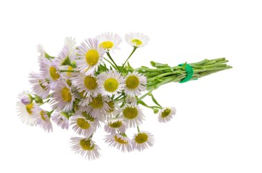 Bouquet of Chamomiles. Isolated on a white background. Ox-Eye Daisy .The selected path. clipart