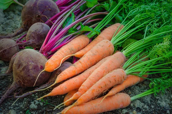 Wortel Segar Dan Bit Sayuran Segar Dipanen Dari Kebun Rumah — Stok Foto
