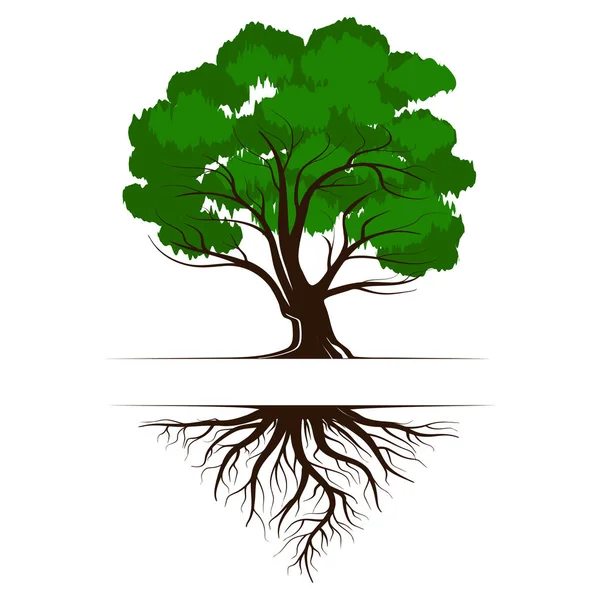 Дуб Зеленое Дерево Корнями Листьями Иконка Векторной Иллюстрации Белом Фоне — стоковый вектор