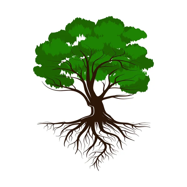 Oak a green life tree with roots and leaves. Vector illustration icon isolated on white background. — Stock Vector