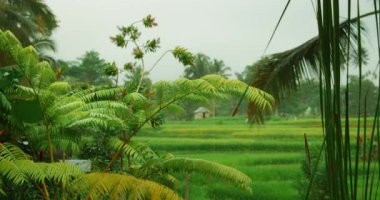 Bereketli tropikal bitki örtüsü yaz mevsiminde yağışlı pirinç teraslarını çerçeveler..
