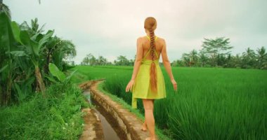 Çıplak ayaklı kadın pirinç tarlasında dar bir yolda yürüyor..