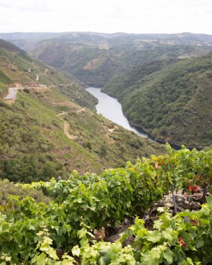 Ribeira Sacra 'daki Sil Kanyonu (Galiçya, İspanya) üzüm bağlarının panoramik manzarası. Kahramanca bağcılığın örnekleri..
