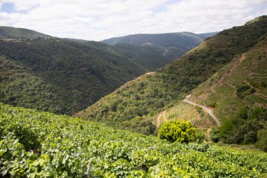 Ribeira Sacra 'daki Sil Kanyonu (Galiçya, İspanya) üzüm bağlarının panoramik manzarası. Kahramanca bağcılığın örnekleri..