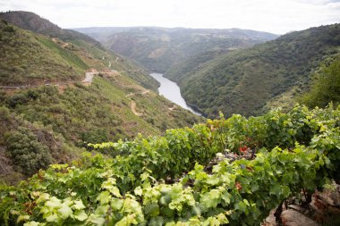 Ribeira Sacra 'daki Sil Kanyonu (Galiçya, İspanya) üzüm bağlarının panoramik manzarası. Kahramanca bağcılığın örnekleri..