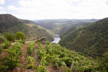 Ribeira Sacra 'daki Sil Kanyonu (Galiçya, İspanya) üzüm bağlarının panoramik manzarası. Kahramanca bağcılığın örnekleri..