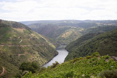 Ribeira Sacra 'daki Sil Kanyonu (Galiçya, İspanya) üzüm bağlarının panoramik manzarası. Kahramanca bağcılığın örnekleri..