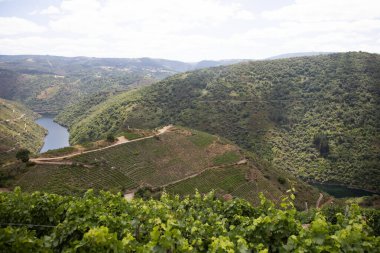Ribeira Sacra 'daki Sil Kanyonu (Galiçya, İspanya) üzüm bağlarının panoramik manzarası. Kahramanca bağcılığın örnekleri..