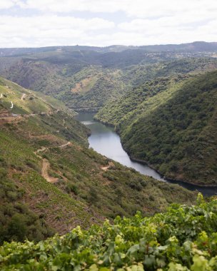 Ribeira Sacra 'daki Sil Kanyonu (Galiçya, İspanya) üzüm bağlarının panoramik manzarası. Kahramanca bağcılığın örnekleri..