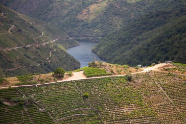 Ribeira Sacra 'daki Sil Kanyonu (Galiçya, İspanya) üzüm bağlarının panoramik manzarası. Kahramanca bağcılığın örnekleri..