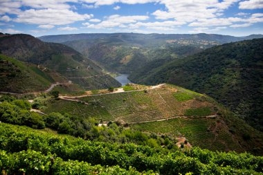 Ribeira Sacra 'daki Sil Kanyonu (Galiçya, İspanya) üzüm bağlarının panoramik manzarası. Kahramanca bağcılığın örnekleri..