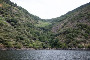 Ribeira Sacra bölgesinde (Galiçya, İspanya) Sil Kanyonu 'nun yamaçlarında bulunan üzüm bağları. Kahramanca bağcılığın örnekleri..