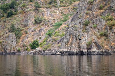 Ribeira Sacra bölgesinde (Galiçya, İspanya) Sil Kanyonu 'nun yamaçlarında bulunan üzüm bağları. Kahramanca bağcılığın örnekleri..
