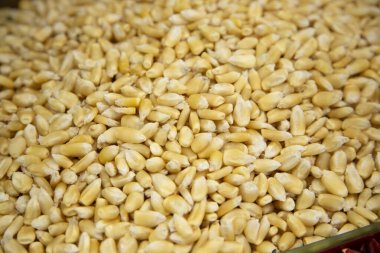 Meksika mısır taneleri Mexico City 'deki San Juan pazarında bir tezgahta.