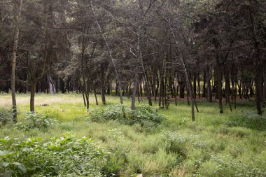 Viveros de Coyoacn Parkı Mexico City 'deki en eski ve en önemli parklardan biridir..