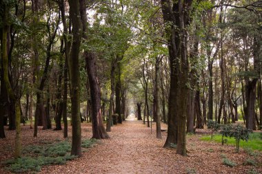 Viveros de Coyoacn Parkı Mexico City 'deki en eski ve en önemli parklardan biridir..