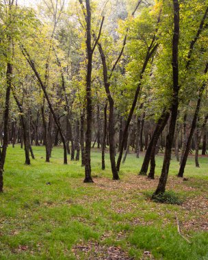 Viveros de Coyoacn Parkı Mexico City 'deki en eski ve en önemli parklardan biridir..