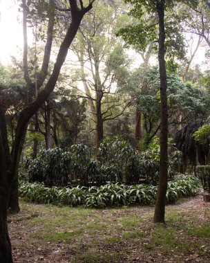 Viveros de Coyoacn Parkı Mexico City 'deki en eski ve en önemli parklardan biridir..